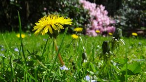 Tips to Increase the Best Broadleaf Weed Control Lawns